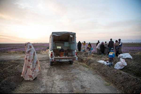 برداشت زعفران در منطقه زاوه تربت حیدریه
