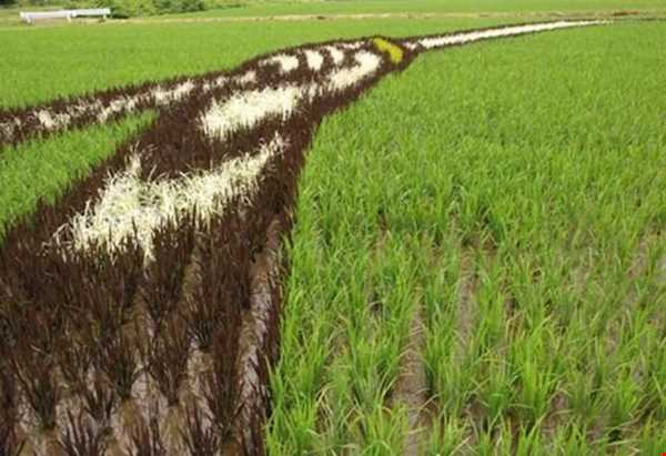 مزارع برنجی که همه ساله بوم نقاشی کشاورزان ژاپنی می‌شوند