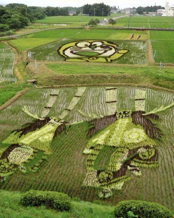 مزارع برنجی که همه ساله بوم نقاشی کشاورزان ژاپنی می‌شوند