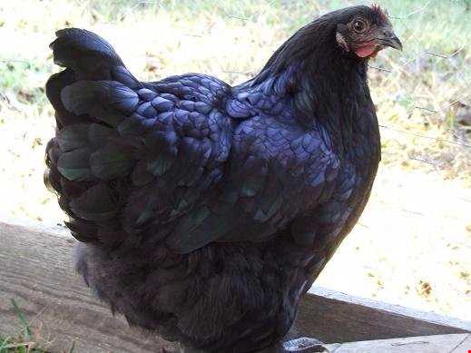 مرغ‌های بسیار عجیب با گوشت‌های سیاه