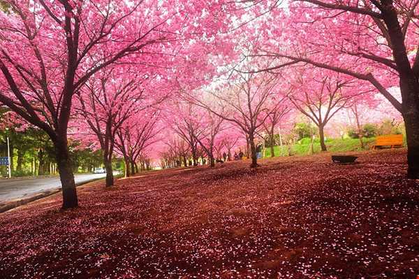 جشن شکوفه‌های گیلاس