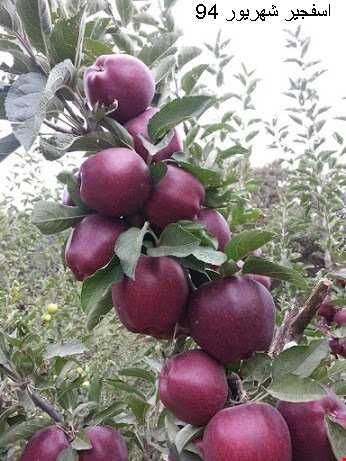میوه‌های روستای اسفجیر