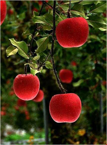 میوه‌های روستای اسفجیر