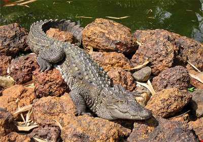 رودخانه باهوکلات زیستگاه تمساح مردابی