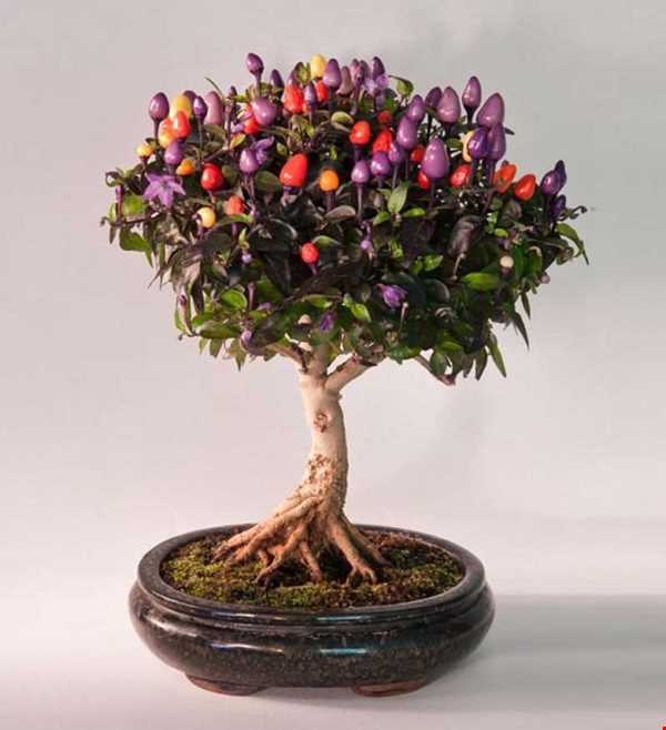 چرا زیباترین درخت تزئینی را بونسای نامیدند