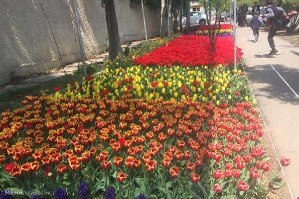 خیابانی با ۳۰ هزار گل لاله در تهران