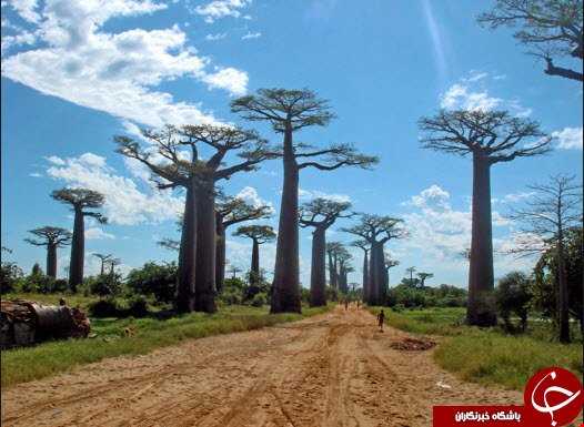 درختان مائوباب در ماداگاسکار