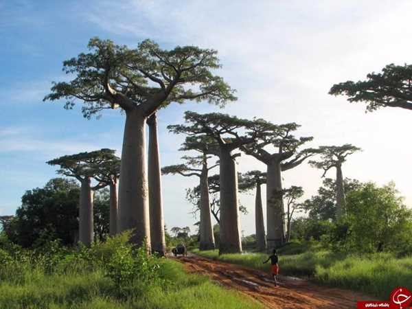 درختان مائوباب در ماداگاسکار