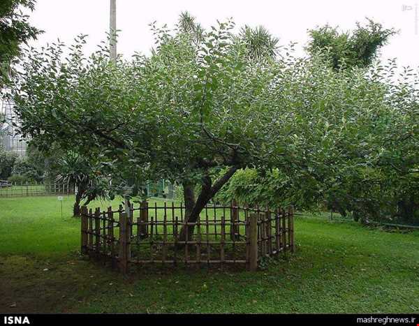 درخت سیب «نیوتن»