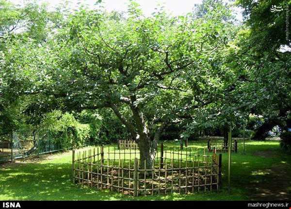 درخت سیب «نیوتن»