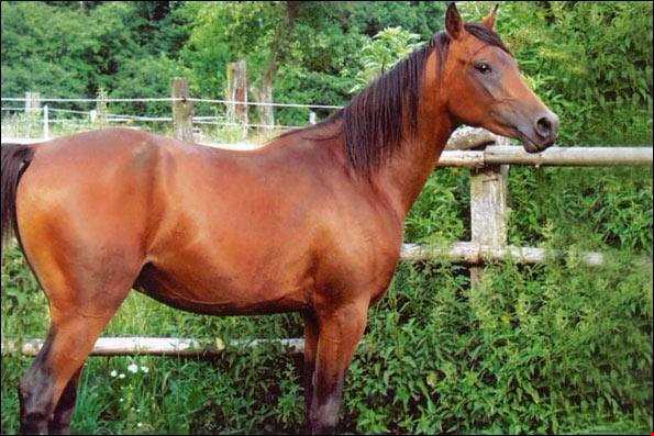 اسب کاسپین ، میراث ارزشمند ملی