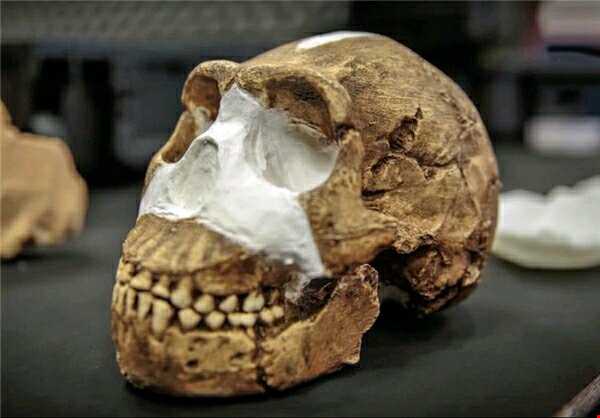 کشف استخوان گونه جدیدی از اجداد انسان مربوط به 2.8 میلیون سال قبل