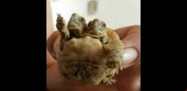 تولد لاکپشت دو سر عجیب در شهرستان خاتم