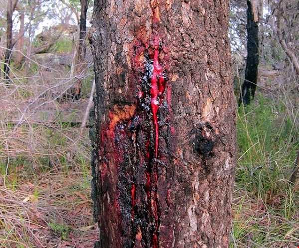 درختی خون آلود