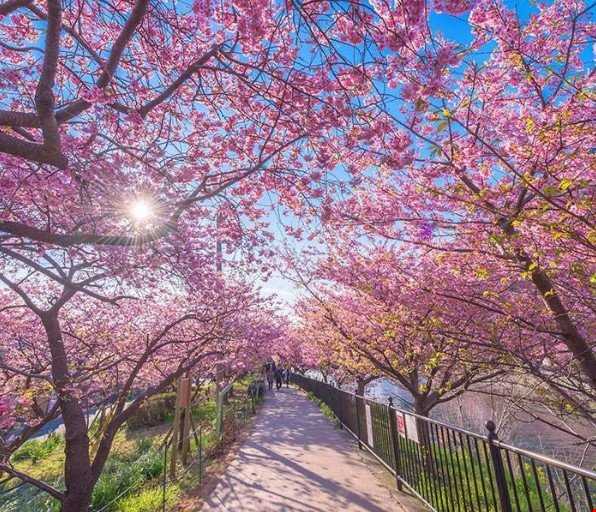 جشن شکوفه‌ها در ژاپن