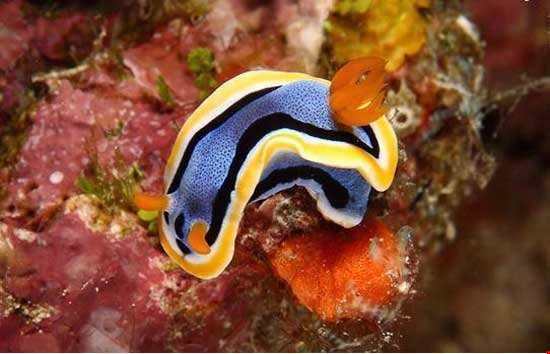 عکس‌های حیرت انگیز از جانوران زیر آب