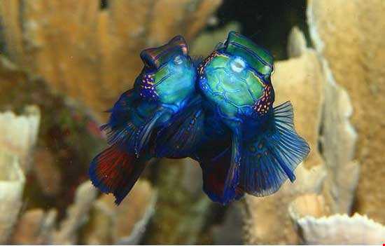 عکس‌های حیرت انگیز از جانوران زیر آب