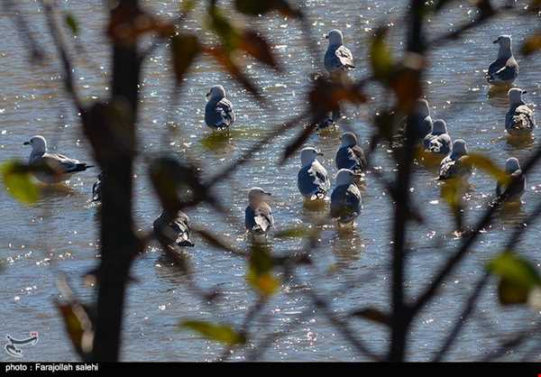 مهاجرت پرندگان به رودخانه چشمه کیله - تنکابن