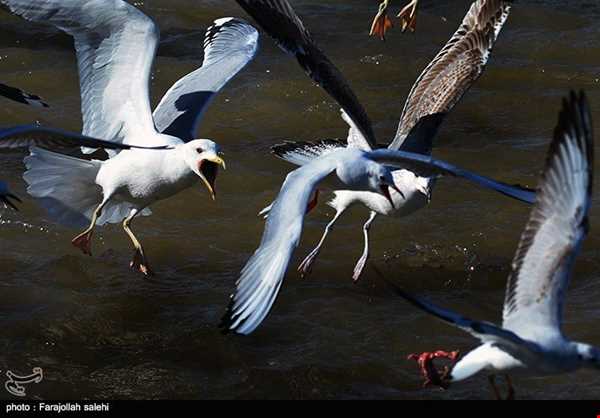 مهاجرت پرندگان به رودخانه چشمه کیله - تنکابن