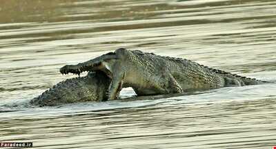 گردشگری که موفق به ثبت درگیری بین تمساح‌ها شد