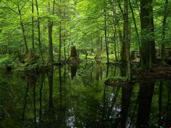 تنها بازمانده جنگل‌های بکر اروپا