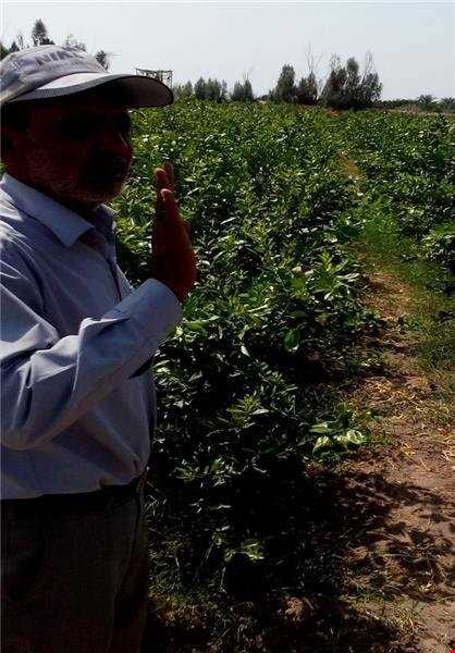 برای نخستین بار در منطقه جنوب کرمان درخت خربزه در شهرستان عنبرآباد به ثمر نشست.