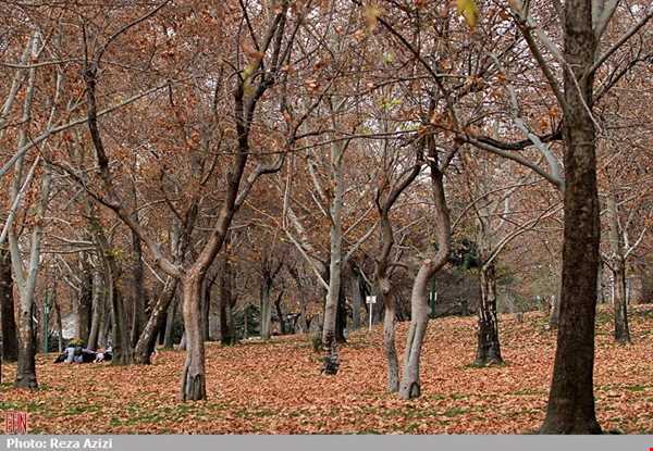 خداحافظی با پاییز در پارک ملت