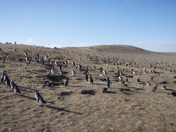 زیستگاه طبیعی پنگوئن ها