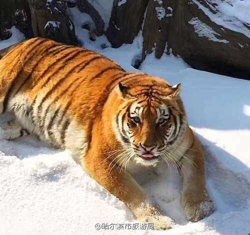 ببرهای چاق در باغ وحش چین