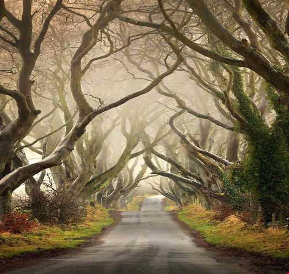 جنگل سیاه ایرلند