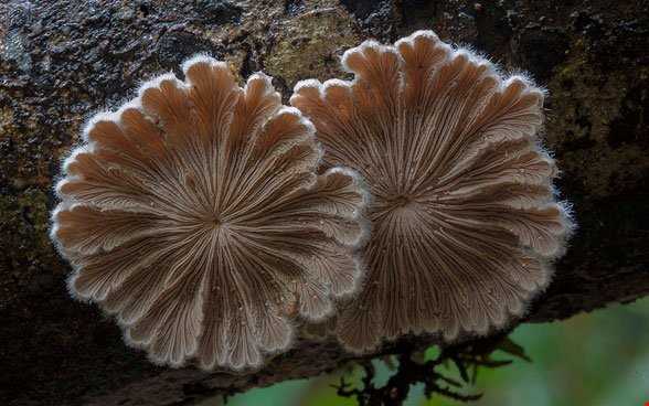 قارچ‌های درختی،سوژه دیدنی عکاس استرالیایی،سوژه دیدنی عکاس استرالیایی
