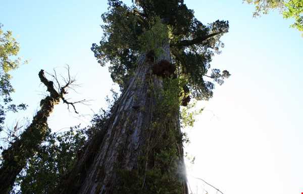 درختی با ۳۵ میلیون سال سن
