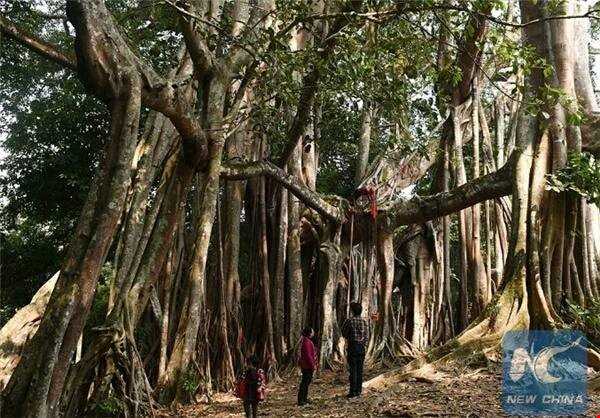 کهنسال‌ترین درخت دنیا