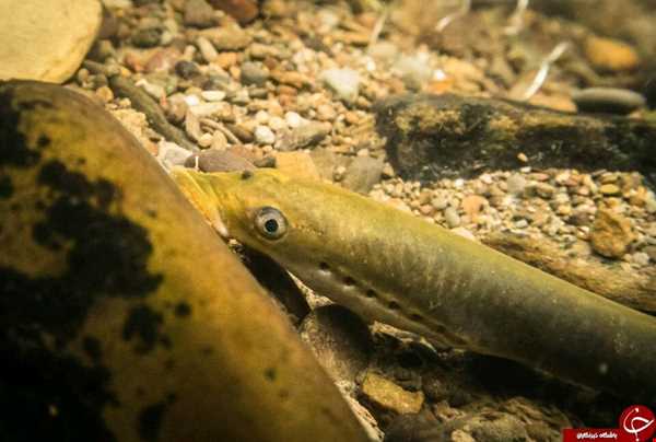 پیدا شدن ماهی عجیب خون آشام در انگلیس