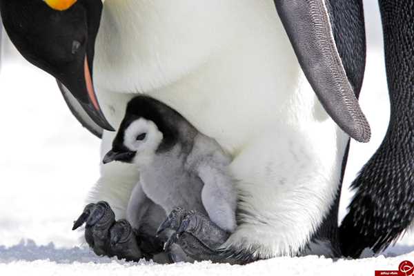 25 آوریل روزجهانی پنگوئن ها