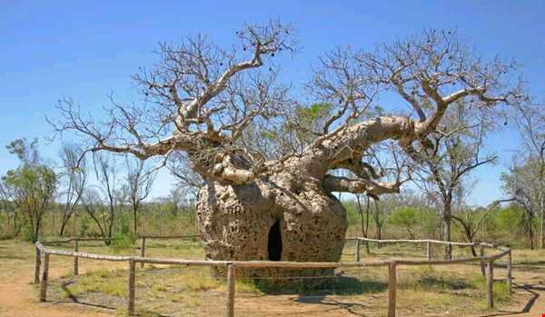 درخت 1500 ساله