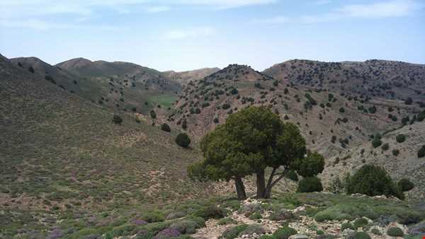 منطقه حفاظت شده ارس سیستان (هزار مسجد)
