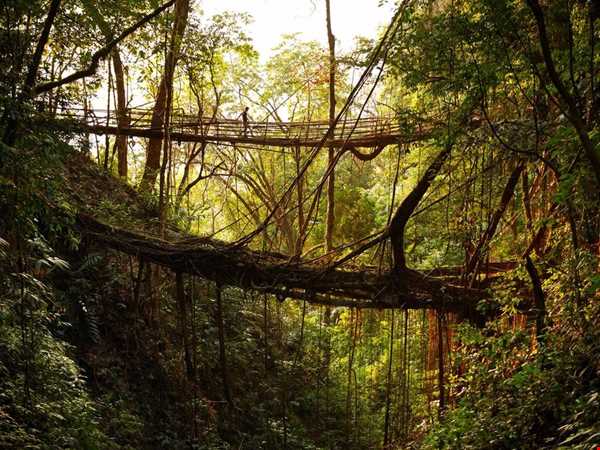 پلی از ریشه درختان زنده