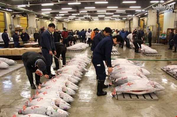 جذاب‌ترین و بزرگترین بازار ماهی جهان