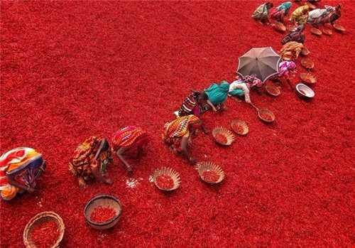 برداشت فلفل قرمز در بنگلادش