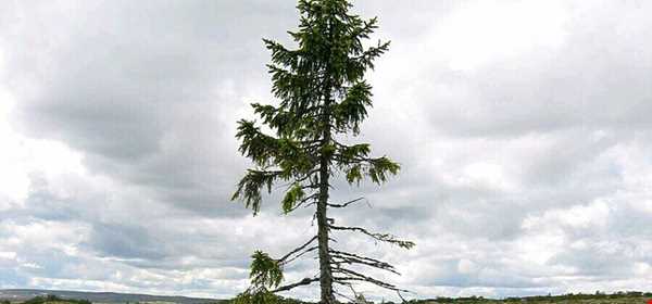 قدیمی‌ترین درخت جهان از عصر یخبندان