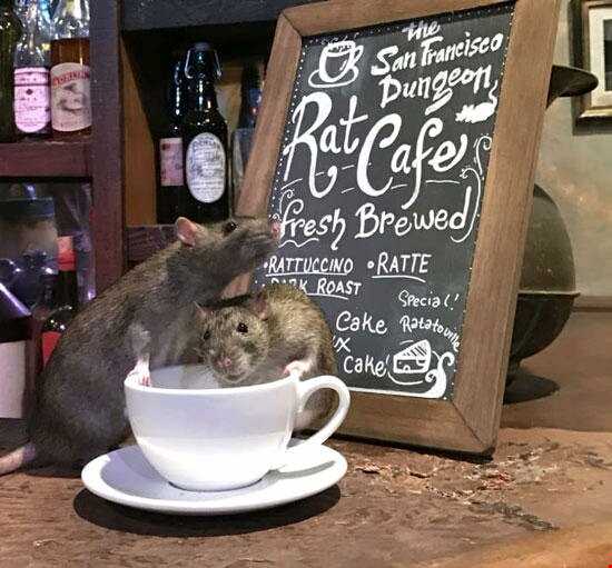 50 دلار برای 1ساعت حضور در کافه ای مملو از موش فاضلاب!