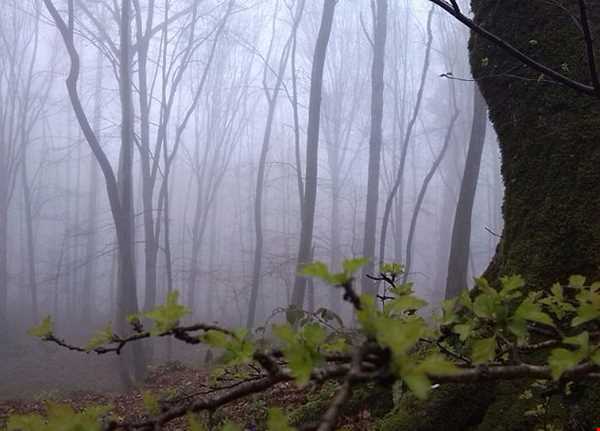 جنگل مه آلود پاسند