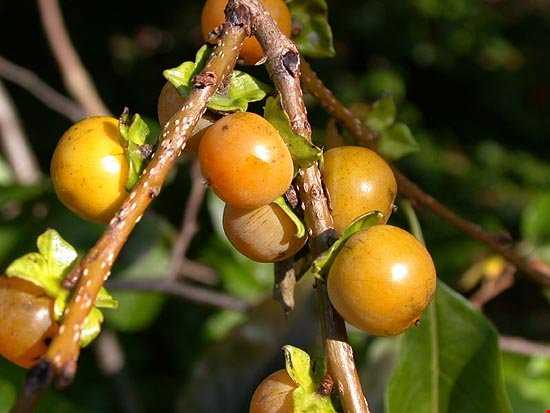 چهار میوه شگفت انگیز جنگل‌های شمال در پاییز