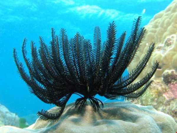 زنبق دریایی  در سواحل بالی تایلند کشف شد