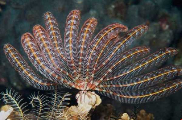 زنبق دریایی  در سواحل بالی تایلند کشف شد