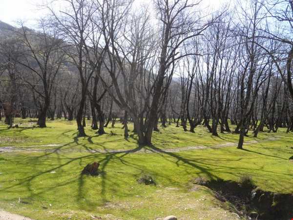 پارک جنگل باقر آباد