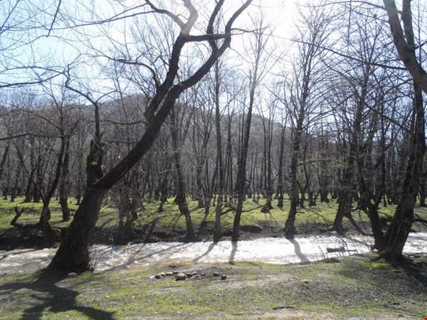 پارک جنگل باقر آباد