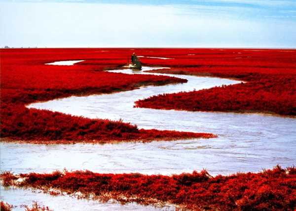 معرفی ساحل قرمز رنگ پانیجین در چین