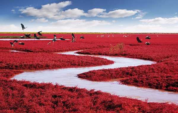 معرفی ساحل قرمز رنگ پانیجین در چین